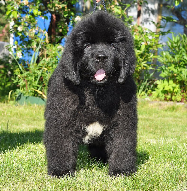 Фото: Бегущая по волнам Голден Руле