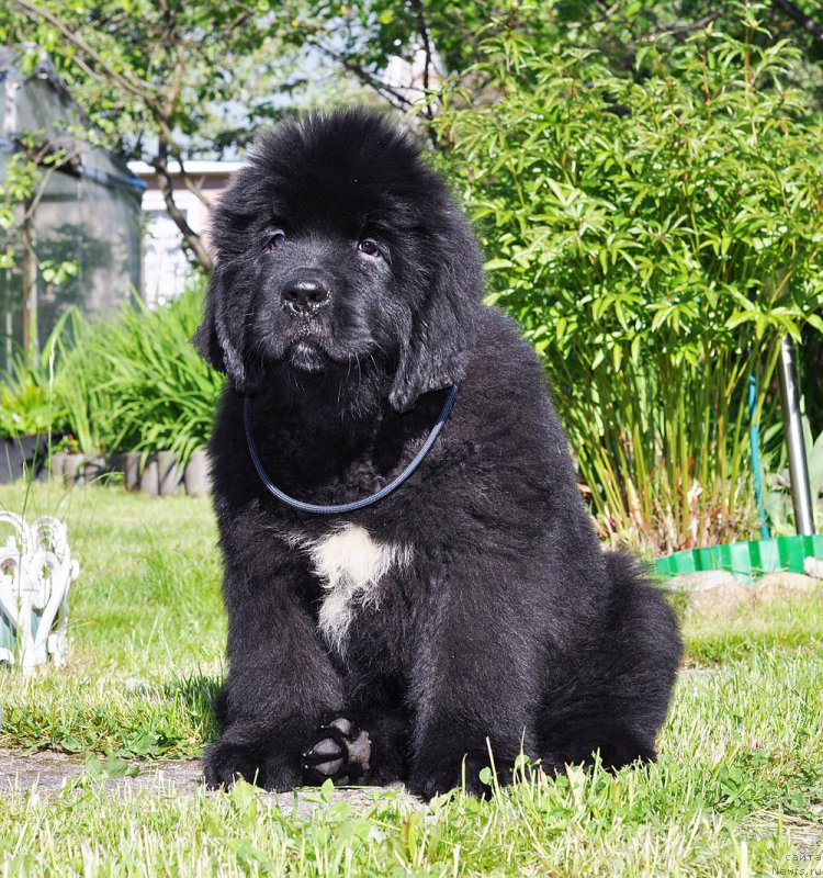 Фотография № 208506