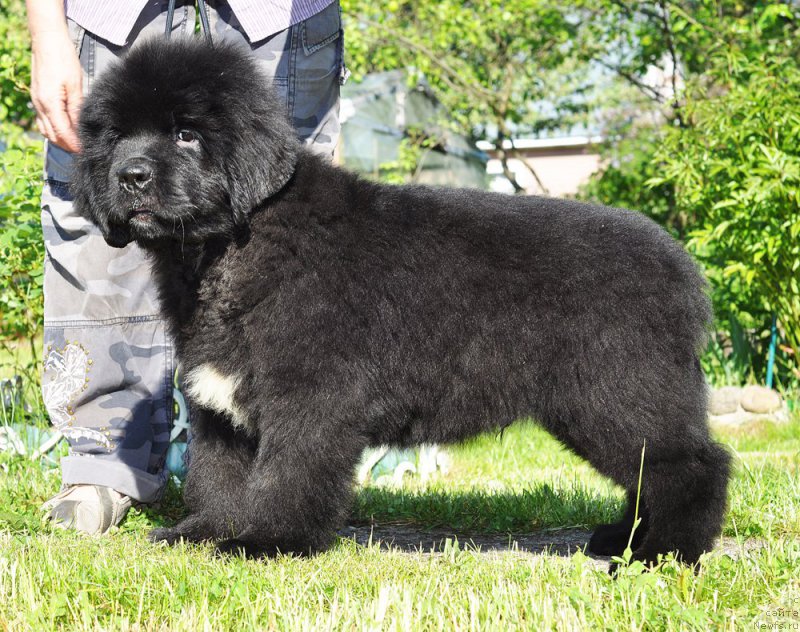 Фотография № 208507