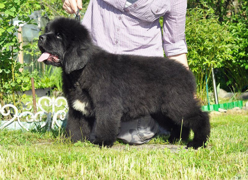 Фотография № 208508