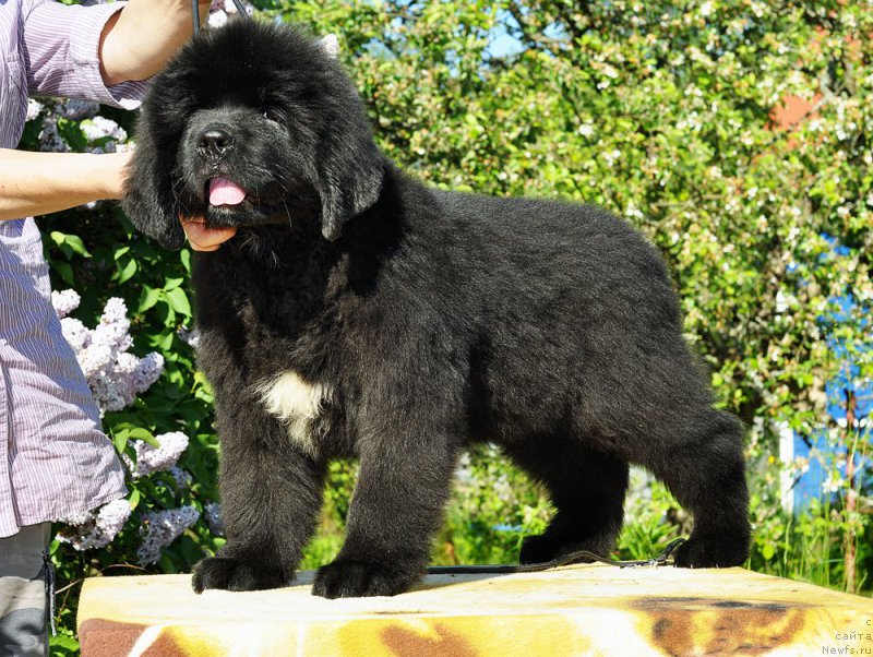 Фотография № 208509