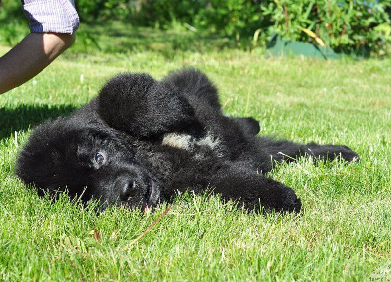 Фотография № 208510