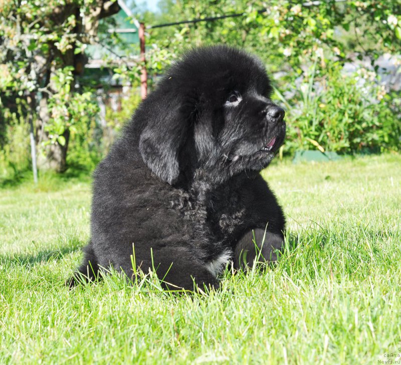 Фотография № 208514