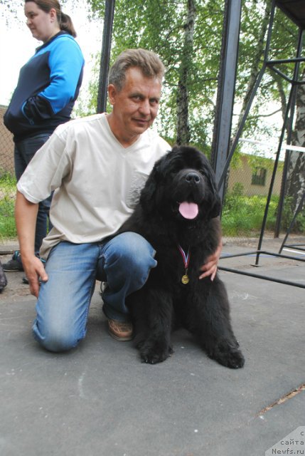 Фото: ньюфаундленд Aquatoriya Kelvin Eseniya (Акватория Келвин Есения)