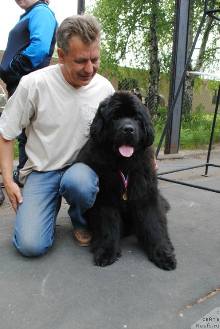 Фото: ньюфаундленд Aquatoriya Kelvin Eseniya (Акватория Келвин Есения), Vladimir Timofeev (Владимир Тимофеев)