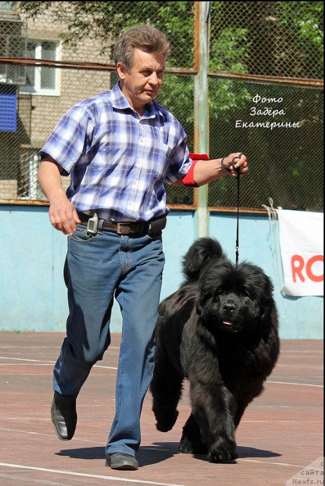 Фото: ньюфаундленд Akvatoriya Kelvin Ursula (Акватория Келвин Урсула), Vladimir Timofeev (Владимир Тимофеев)
