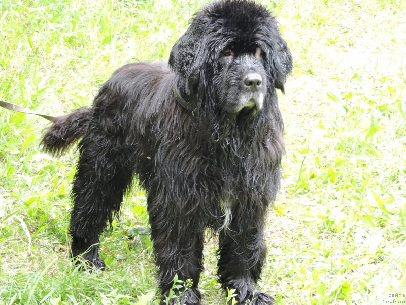 Фото: ньюфаундленд YUng Forest Gamp (Юнг Форест Гамп)