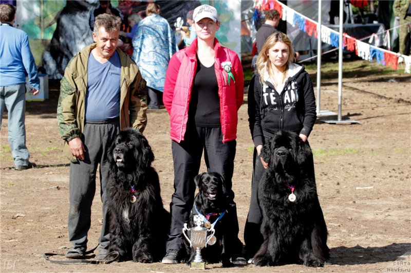 Фото: ньюфаундленд YUng Forest Gamp (Юнг Форест Гамп)