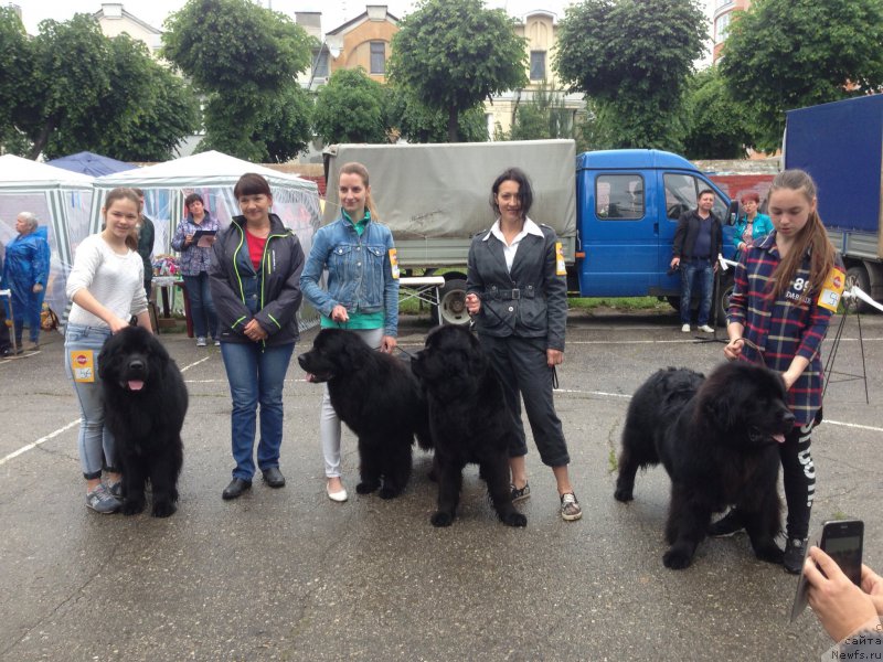 Фото: ньюфаундленд Brownblood MSK Helfi Best Armani (Браунблад МСК Хелфи Бэст Армани), Mariya SHmeleva (Мария Шмелева)