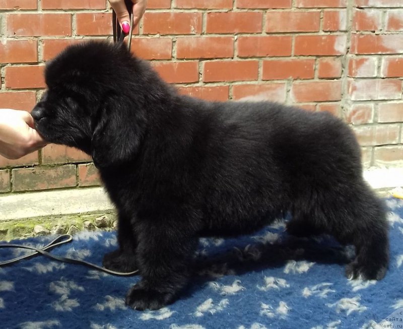 Фотография № 208539