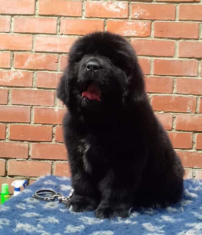 Фотография № 208540