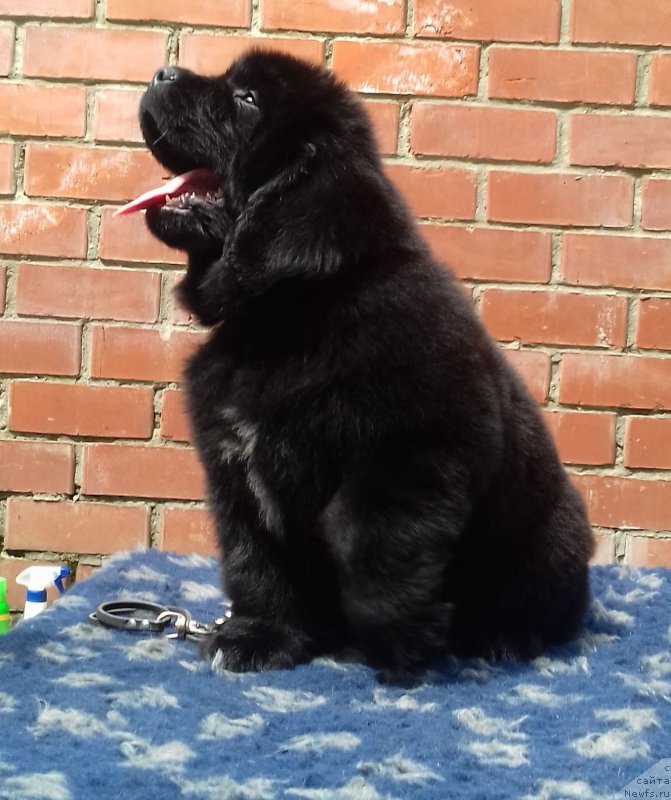 Фотография № 208541