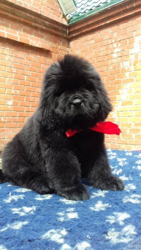 Фотография № 208543