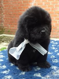 Фотография № 208545