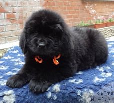 Фотография № 208548