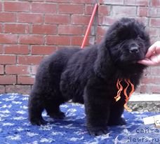 Фото: ньюфаундленд Super Premium Cefeya (Супер Премиум Цефея)