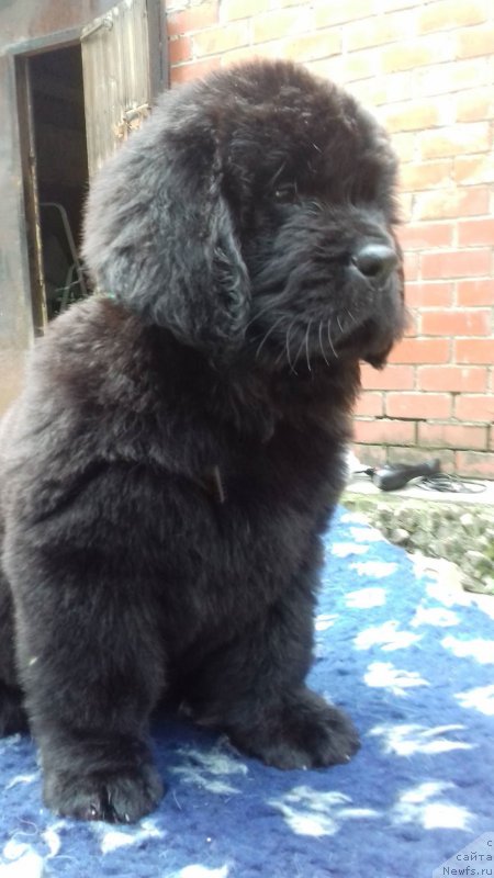 Фото: ньюфаундленд Super Premium Char-Chi (Супер Премиум Цар-Чи)