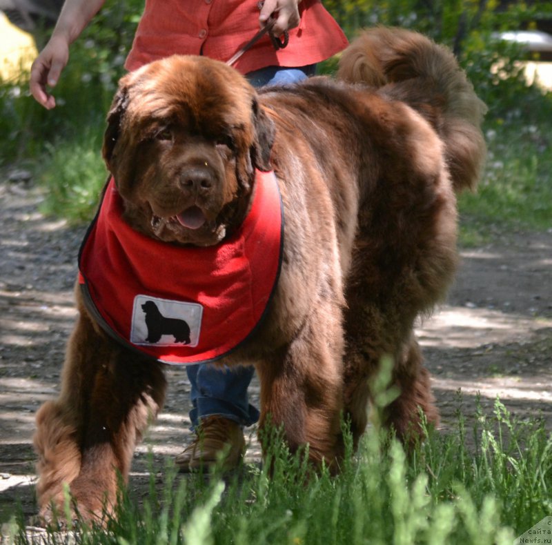 Фото: ньюфаундленд Plushevaya Panda Giorgio Beuerlu Hills (Плюшевая Панда Гиоргио Беуерлу Хиллс)