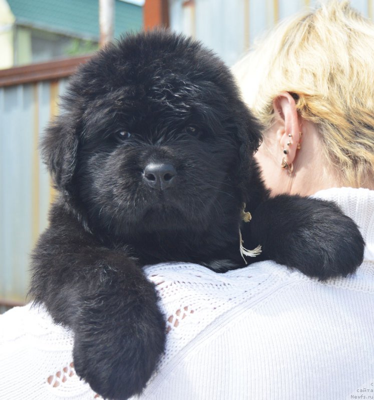 Фотография № 208556