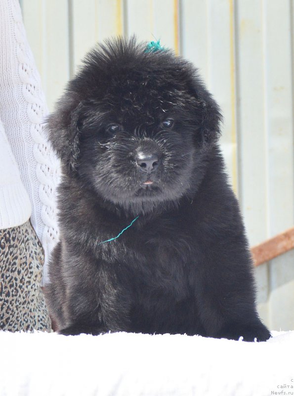 Фото: ньюфаундленд CHernyiy Balu Indiana Djeyms (Черный Балу Индиана Джеймс)