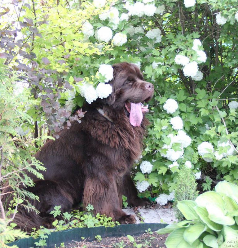 Фото: ньюфаундленд N'yufort Vashe Velichestvo Brabus (Ньюфорт Ваше Величество Брабус)