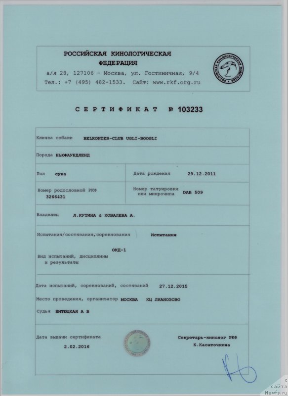 Фото: ньюфаундленд Belkonder-Club Ugli-Boogli (Белкондер-Клаб Угли-Бугли)