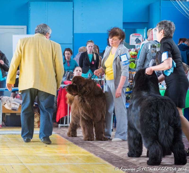 Фото: ньюфаундленд Devil Cancrimo, Nadejda Strel'cova (Надежда Стрельцова), ньюфаундленд S'Nezhnaya Vjuga Alyaniko del Vulture (С'Нежная Вьюга Альянико Дель Вультуре), Elena Kropotova (Елена Кропотова)