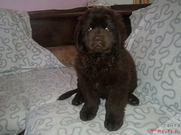 Фото: Marina Dolganova (Марина Долганова), ньюфаундленд Braunblad MSK Bel' YEsta Mari (Браунблад МСК Бель Эста Мари)