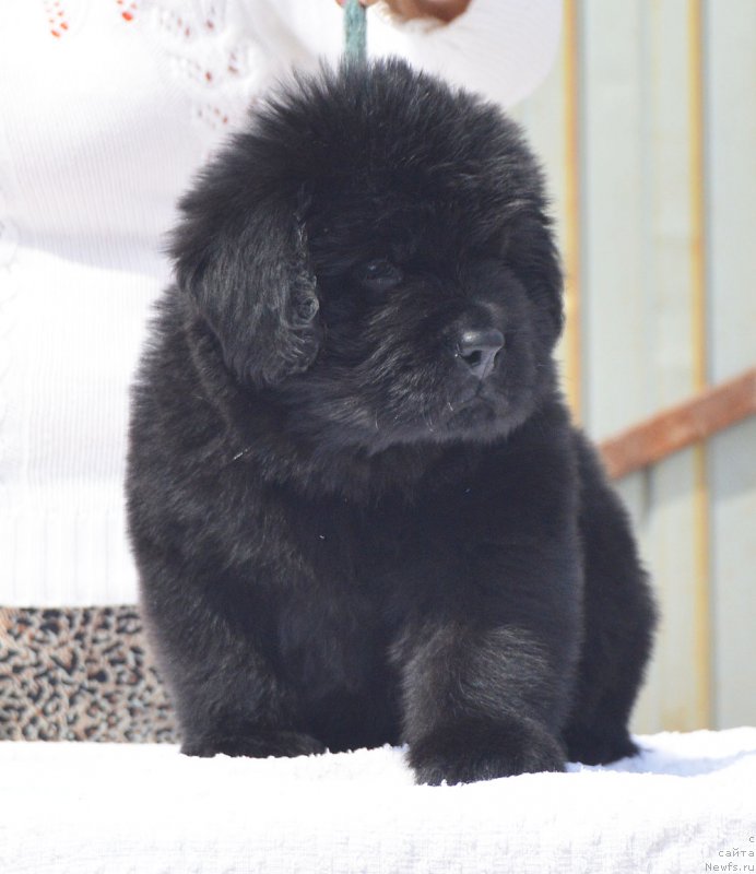 Фото: ньюфаундленд CHernyiy Balu Istvud Moguchiy (Черный Балу Иствуд Могучий)
