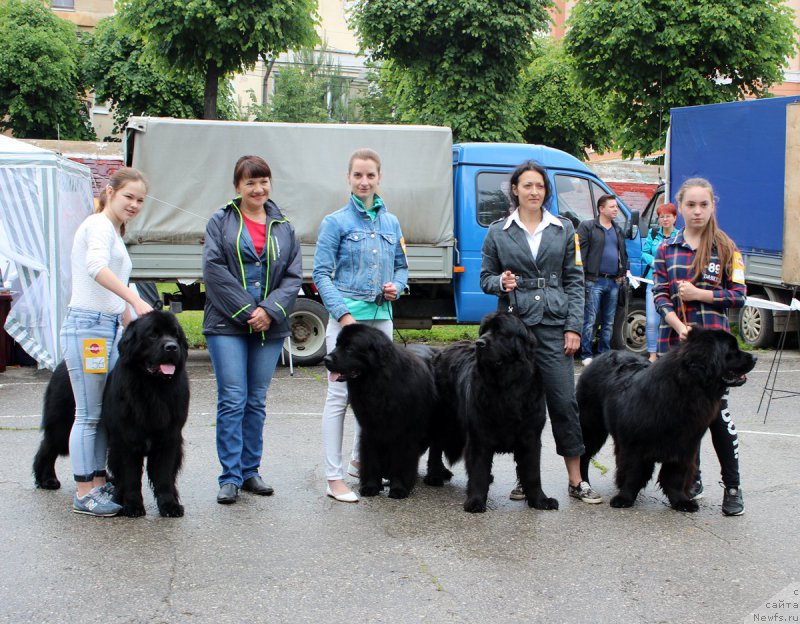 Фото: Mariya SHmeleva (Мария Шмелева), ньюфаундленд Brownblood MSK Helfi Best Armani (Браунблад МСК Хелфи Бэст Армани), YEleonora Veselova (Элеонора Веселова), ньюфаундленд Starbimovlav Demofont (Старбимовлав Демофонт), Mariya Gracheva (Мария Грачева), ньюфаундленд Dakota (Дакота), ньюфаундленд Kaliostro Formula Lyubvi (Калиостро Формула Любви)
