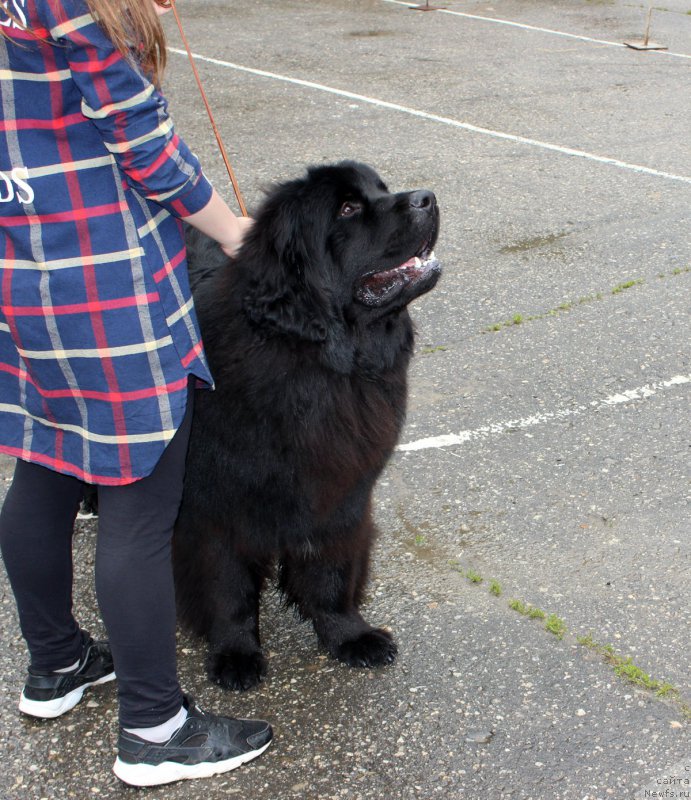 Фото: ньюфаундленд Kaliostro Formula Lyubvi (Калиостро Формула Любви)