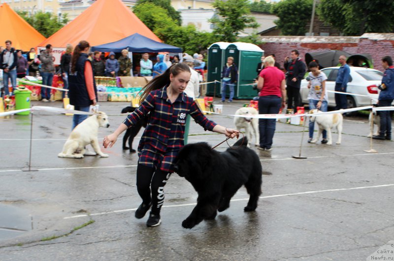Фото: ньюфаундленд Kaliostro Formula Lyubvi (Калиостро Формула Любви)