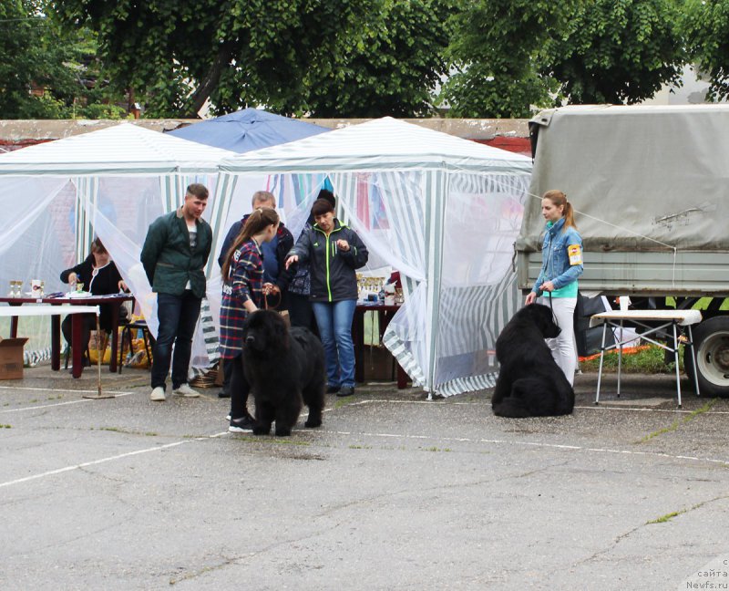 Фото: ньюфаундленд Kaliostro Formula Lyubvi (Калиостро Формула Любви)