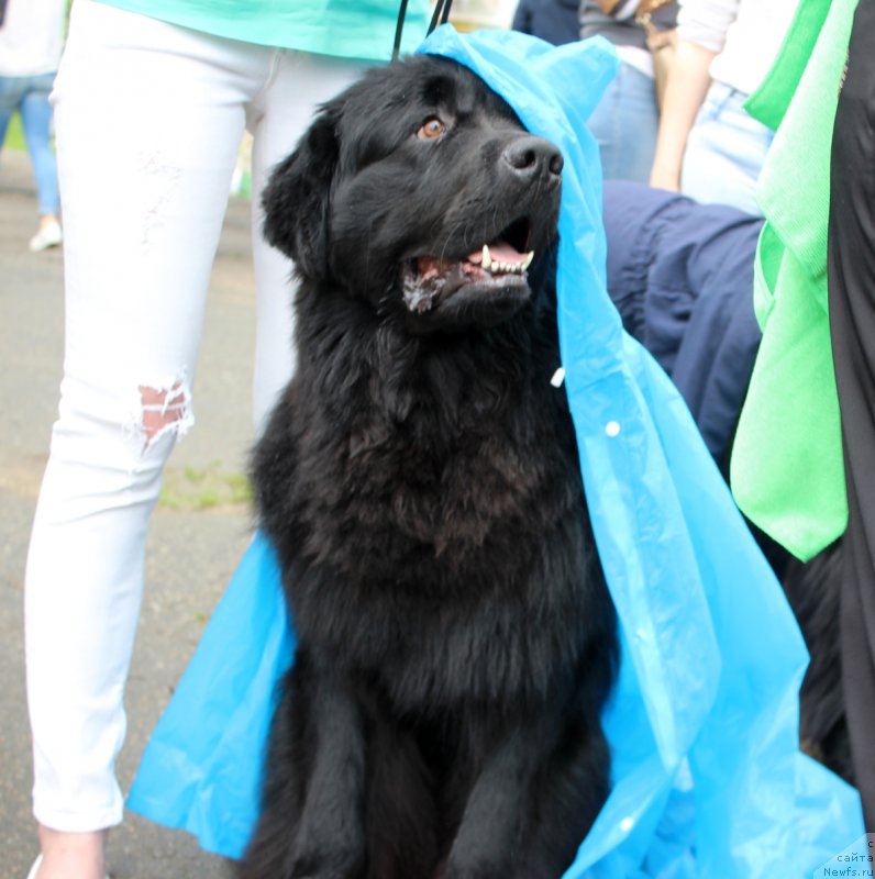 Фото: ньюфаундленд Starbimovlav Demofont (Старбимовлав Демофонт)