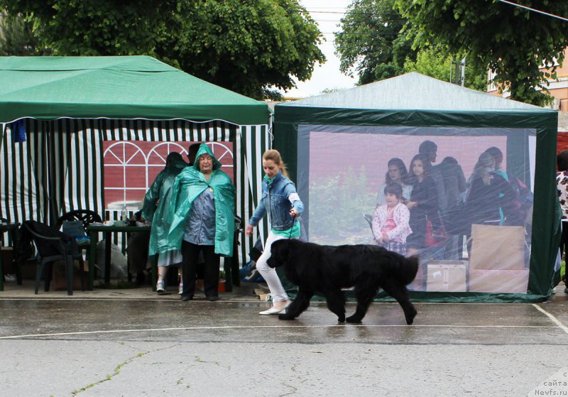 Фото: YEleonora Veselova (Элеонора Веселова), ньюфаундленд Starbimovlav Demofont (Старбимовлав Демофонт)