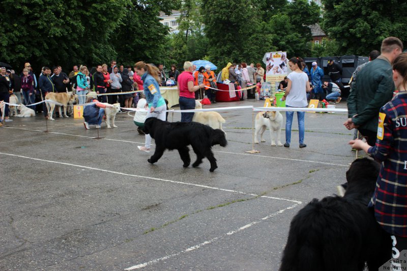 Фото: YEleonora Veselova (Элеонора Веселова), ньюфаундленд Starbimovlav Demofont (Старбимовлав Демофонт)