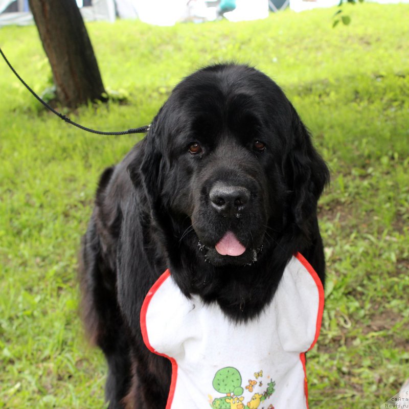 Фото: ньюфаундленд Dakota (Дакота)