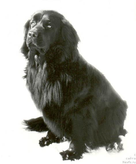 Фото: ньюфаундленд Rika Zhaness (Рика Жанесс)