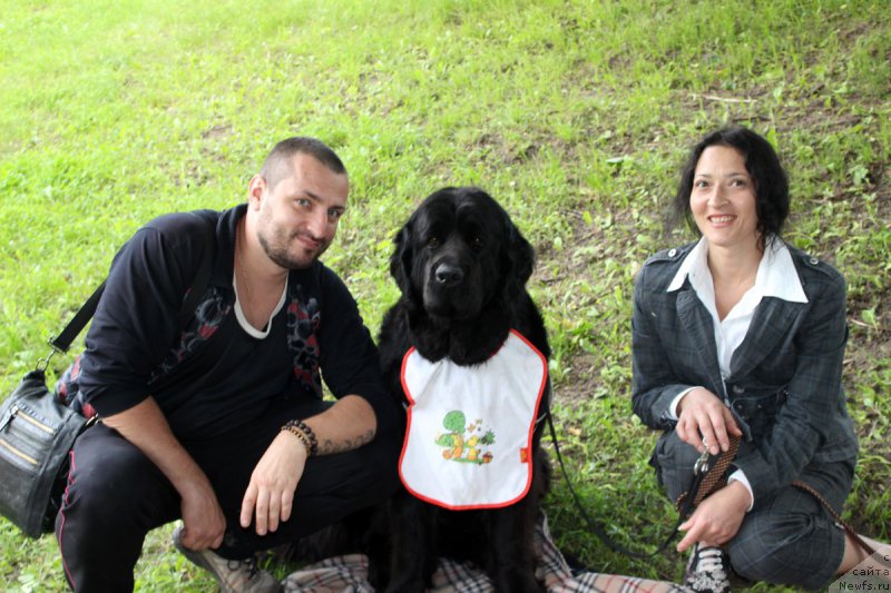 Фото: ньюфаундленд Dakota (Дакота), Mariya Gracheva (Мария Грачева)