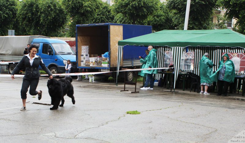 Фото: ньюфаундленд Dakota (Дакота), Mariya Gracheva (Мария Грачева)
