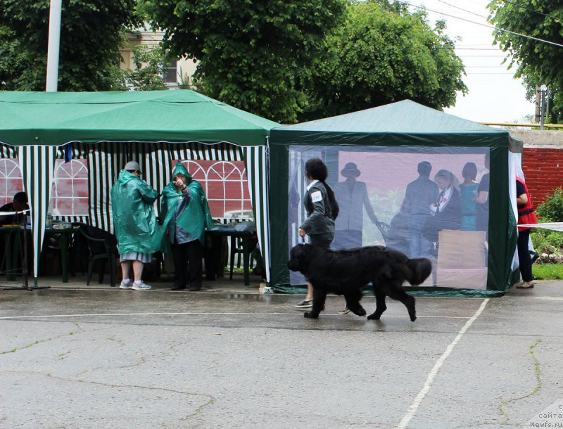 Фото: ньюфаундленд Dakota (Дакота), Mariya Gracheva (Мария Грачева)