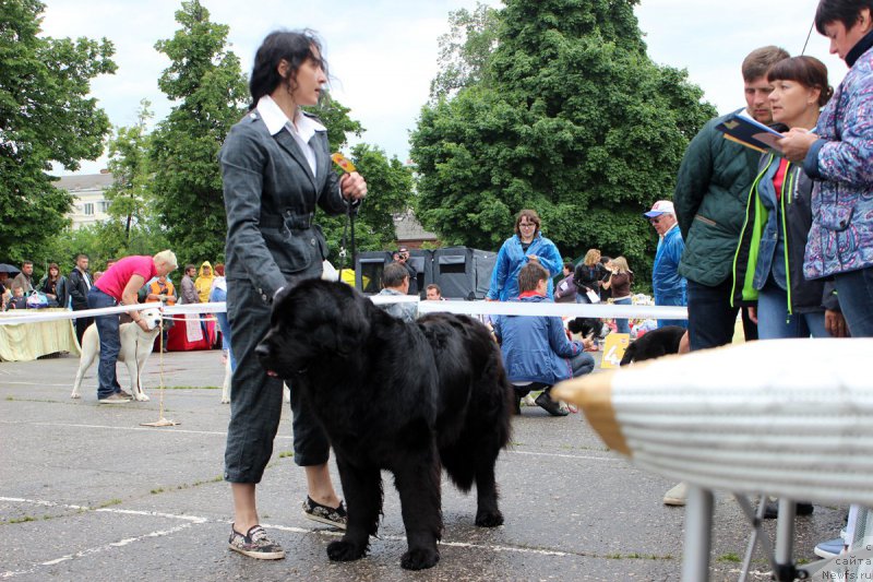 Фото: ньюфаундленд Dakota (Дакота), Mariya Gracheva (Мария Грачева)