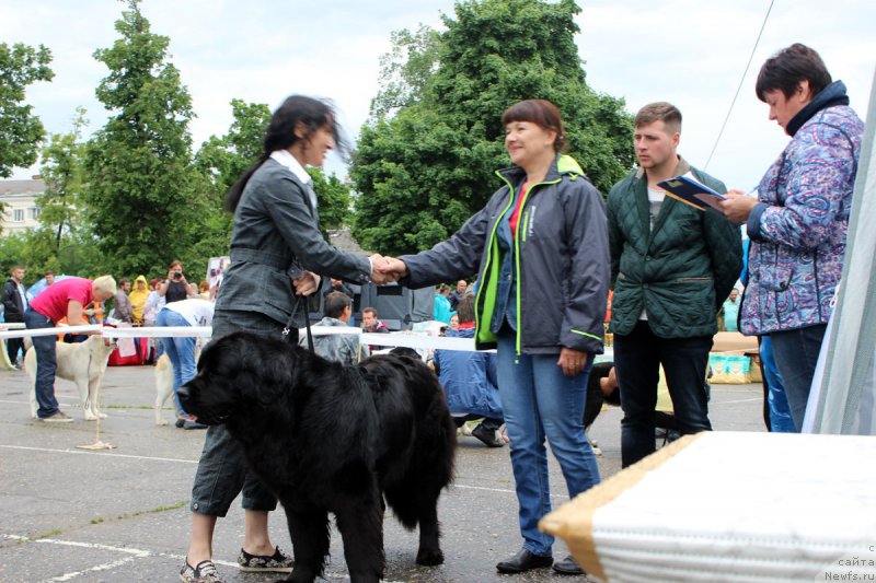 Фото: ньюфаундленд Dakota (Дакота), Mariya Gracheva (Мария Грачева)