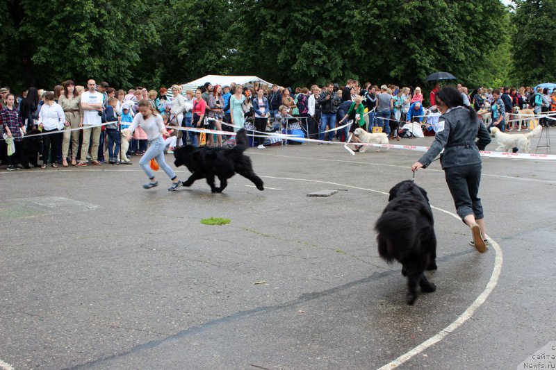 Фото: ньюфаундленд Brownblood MSK Helfi Best Armani (Браунблад МСК Хелфи Бэст Армани), Mariya SHmeleva (Мария Шмелева), ньюфаундленд Dakota (Дакота), Mariya Gracheva (Мария Грачева)
