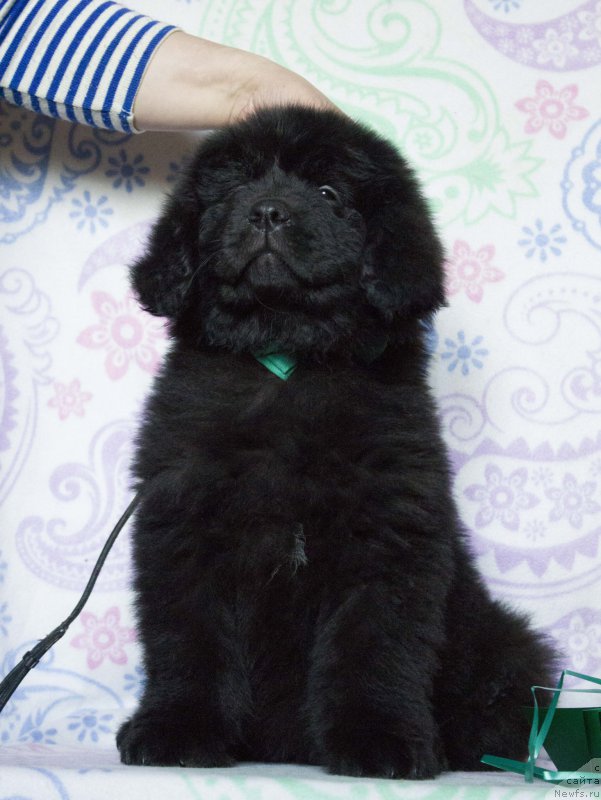 Фото: ньюфаундленд Sirius Bol'shoy Pes (Сириус Большой Пес)