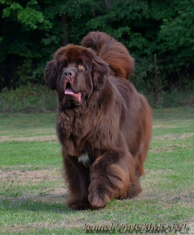 Фото: ньюфаундленд Newgraden Cancrimo Lady Dee