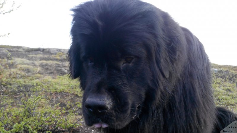 Фото: ньюфаундленд Belkonder-Club Jamaica Blue Mountin (Белкондер-Клаб Ямайка Блю Маунтин)