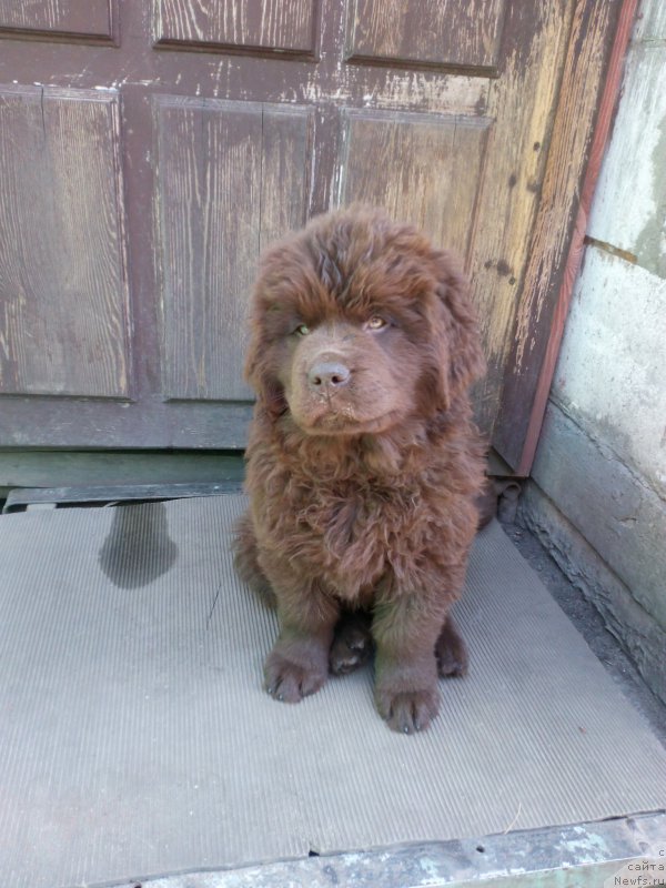 Фото: ньюфаундленд Braunblad MSK Betani YEys (Браунблад МСК Бетани Эйс)