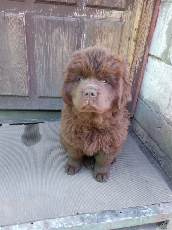 Фото: ньюфаундленд Braunblad MSK Betani YEys (Браунблад МСК Бетани Эйс)