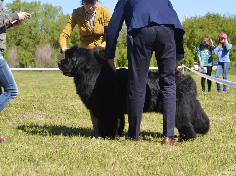 Фото: ньюфаундленд Super Premium William Shakspear (Супер Премиум Уильям Шекспир), Lyudmila Kudryavceva (Людмила Кудрявцева)